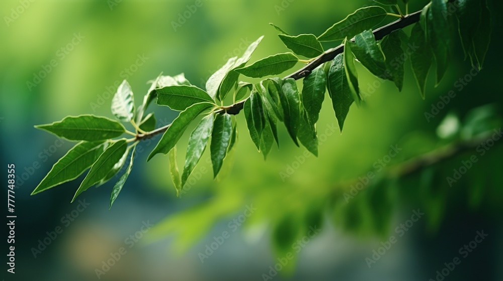 Fresh green leaves with water droplet on blurred greenery nature background. Fresh green leaves with water droplet on blurred greenery nature background.