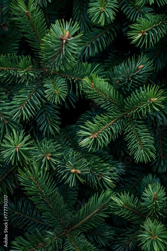 Green pine needles © paul