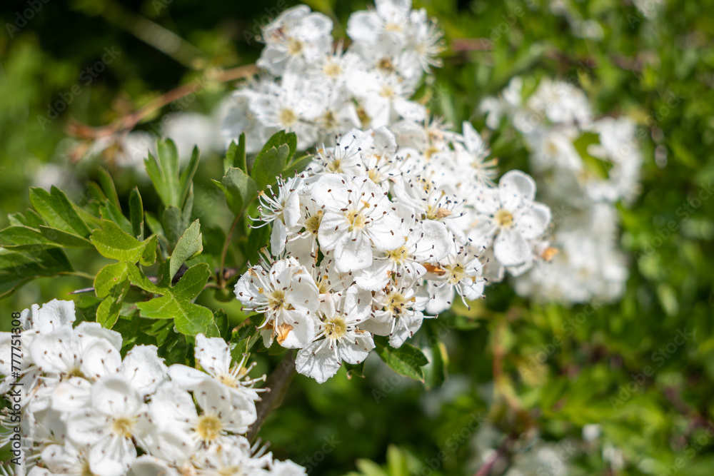 white hawthorn flowers in the garden white hawthorn flowers in the garden
