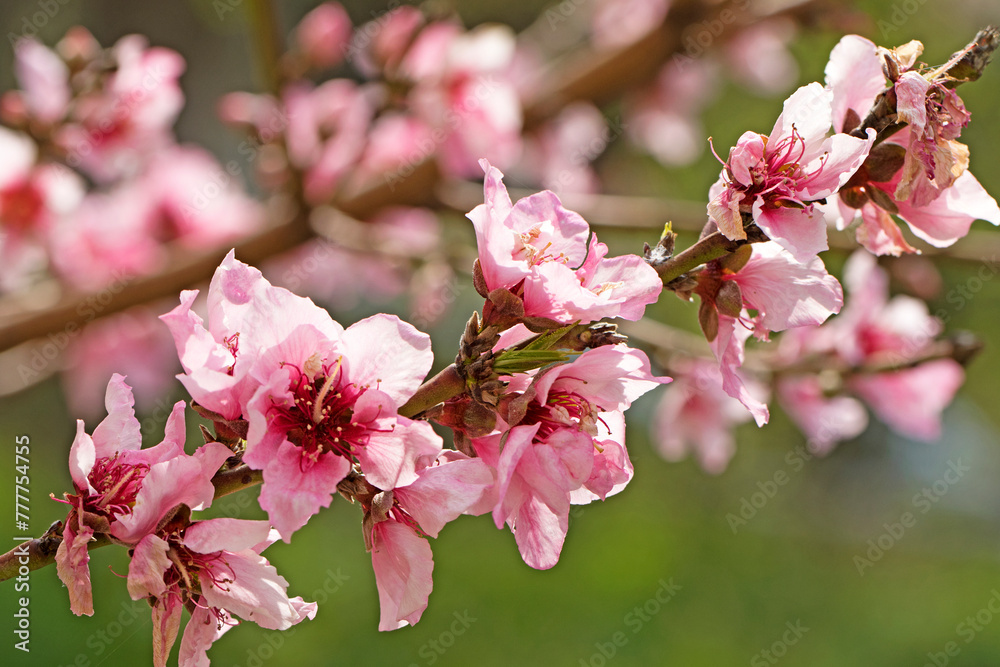 A blooming branch of peach (Prunus persica) tree A blooming branch of peach (Prunus persica) tree