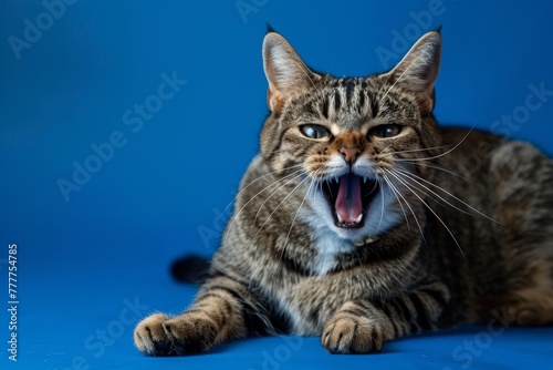 A cat is laying on a blue surface with its mouth open