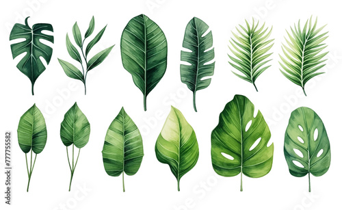 Set Collection Watercolor tropical leaves Modern green tropical leaves, clip art Botanical Illustration elegant watercolor illustration , green tropical leaves isolated white background