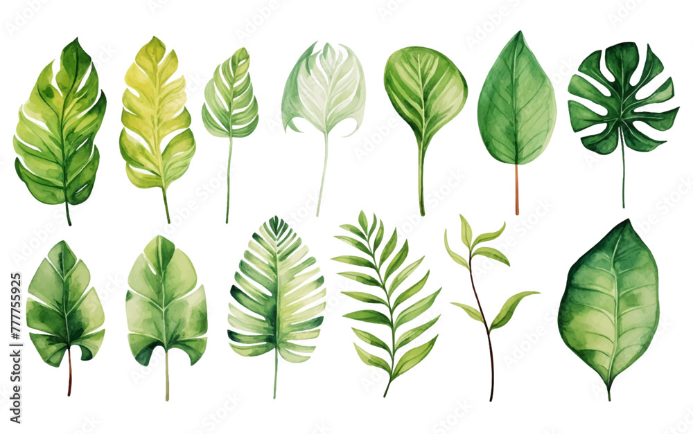Set Collection Watercolor tropical leaves Modern green tropical leaves, clip art Botanical Illustration elegant watercolor illustration , green tropical leaves isolated white background