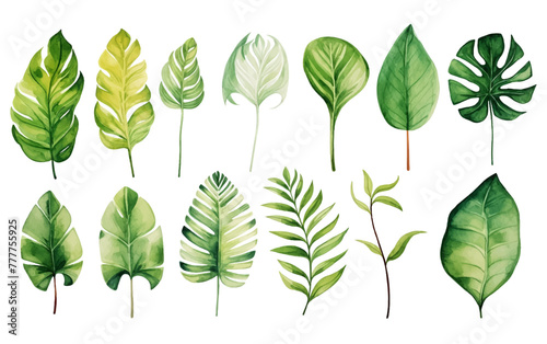 Set Collection Watercolor tropical leaves Modern green tropical leaves, clip art Botanical Illustration elegant watercolor illustration , green tropical leaves isolated white background