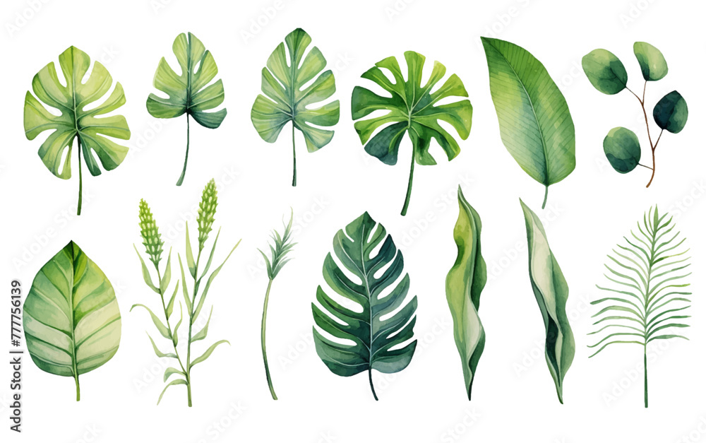 Set Collection Watercolor tropical leaves Modern green tropical leaves, clip art Botanical Illustration elegant watercolor illustration , green tropical leaves isolated white background