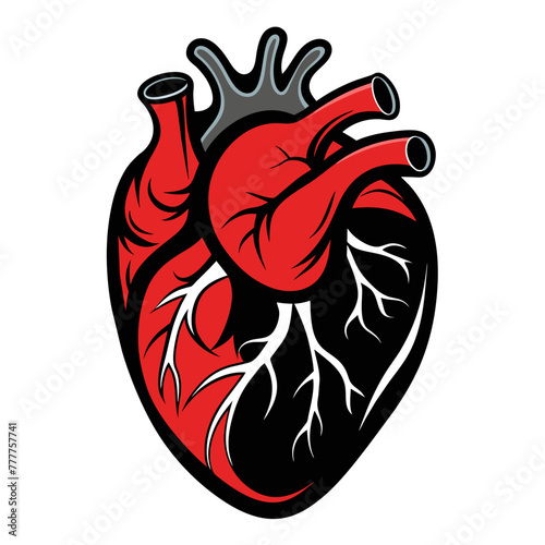 Human Heart Isolated Detailed Anatomy on White Background