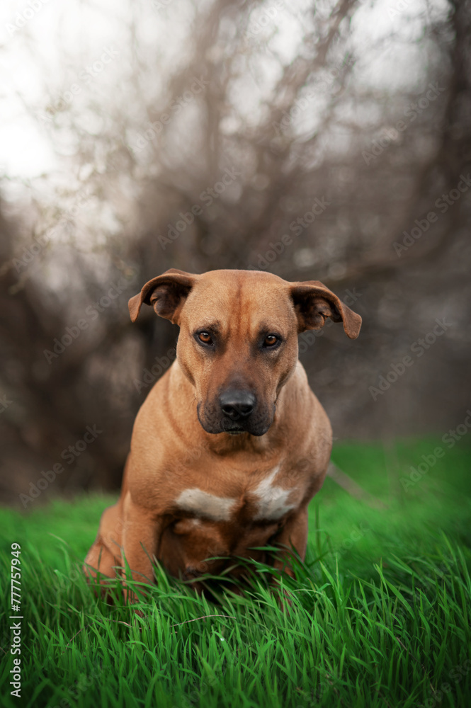 beautiful red dog mixed breed ridgeback and staff spring portraits on a green background