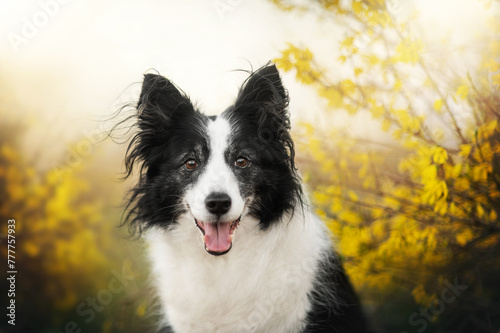 dog border collie senior beautiful spring portrait with blooming trees © Kate