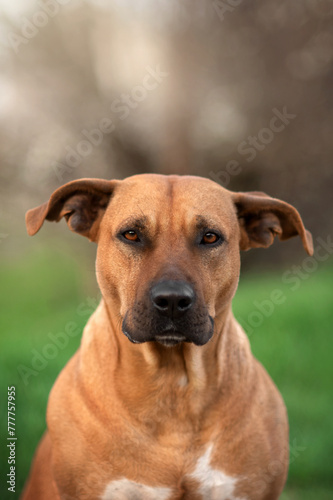 beautiful red dog mixed breed ridgeback and staff spring portraits on a green background