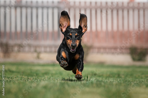 dachshund dog enjoying life happily running on spring lawn outdoors happy pets