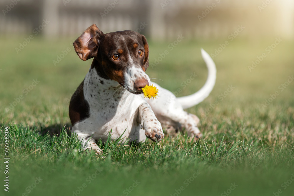 piebald dachshund dog holding a yellow dandelion in his teeth funny photos of pets on a walk outside