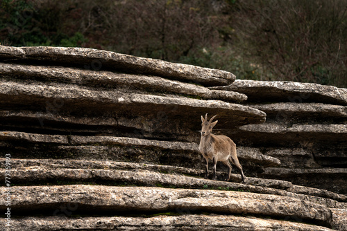 Iberian ibex in Spain's rocks. Wild ibex are climbing in the mountains. Endangered goats in Paraje Natural Torcal de Antequera in Spain.