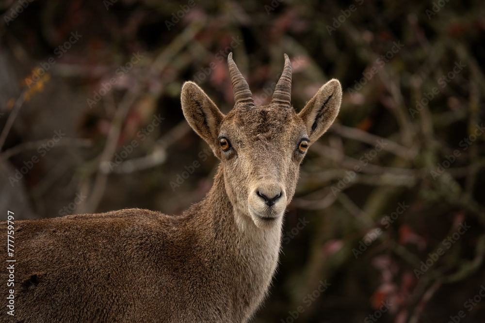 Fototapeta premium Iberian ibex in Spain's rocks. Wild ibex are climbing in the mountains. Endangered goats in Paraje Natural Torcal de Antequera in Spain.