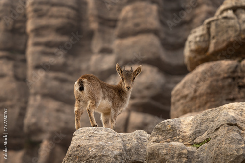 Iberian ibex in Spain's rocks. Wild ibex are climbing in the mountains. Endangered goats in Paraje Natural Torcal de Antequera in Spain.