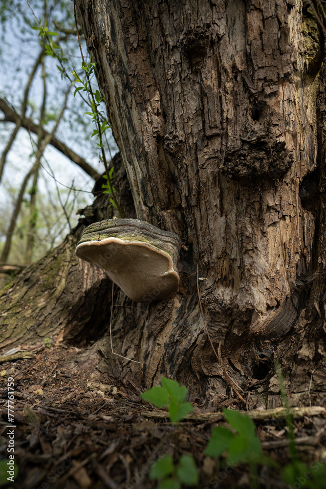 Fototapeta premium A woody fungus growing on a willow trunk.