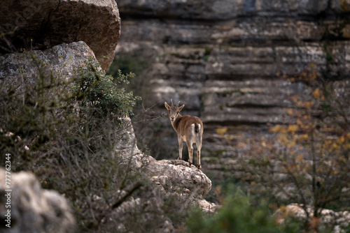 Iberian ibex in Spain's rocks. Wild ibex are climbing in the mountains. Endangered goats in Paraje Natural Torcal de Antequera in Spain. photo