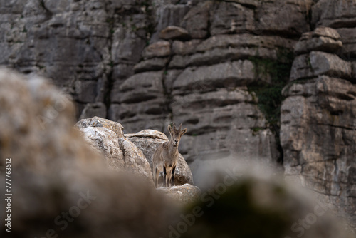 Iberian ibex in Spain's rocks. Wild ibex are climbing in the mountains. Endangered goats in Paraje Natural Torcal de Antequera in Spain.