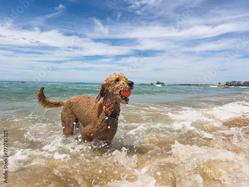 Dog in the surf photo