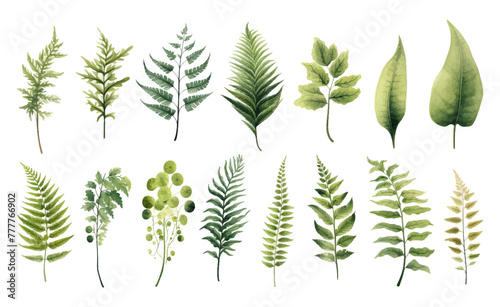 Elements set collection of green forest fern, tropical green eucalyptus greenery art foliage natural leaves herbs in watercolor style. Decorative beauty elegant illustration