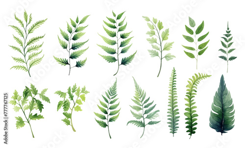 Set of botanic elements. Wildflowers, herbs, leaf garden and wild foliage, flowers, branches. Vector illustration isolated on white background, eucalyptus, exotic, tropical plants watercolor