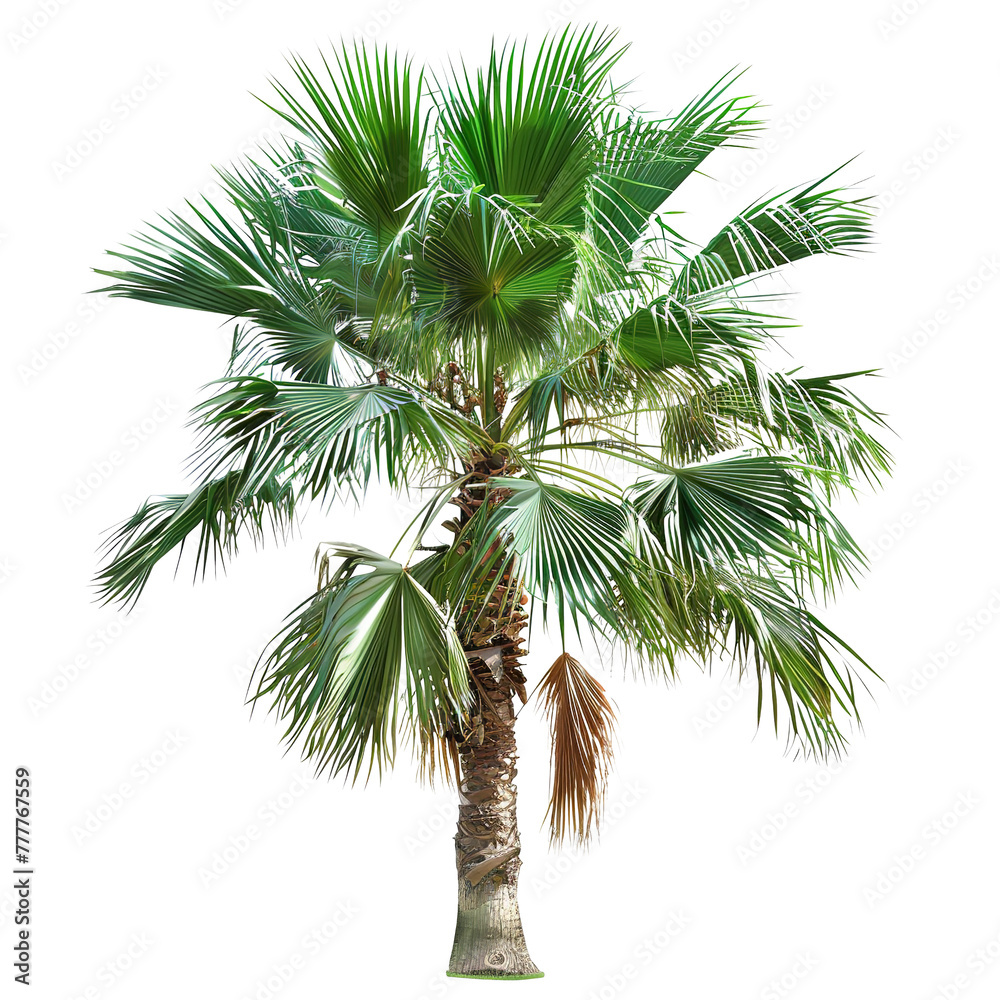Fototapeta premium palm tree isolated on white