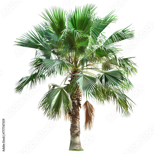 palm tree isolated on white