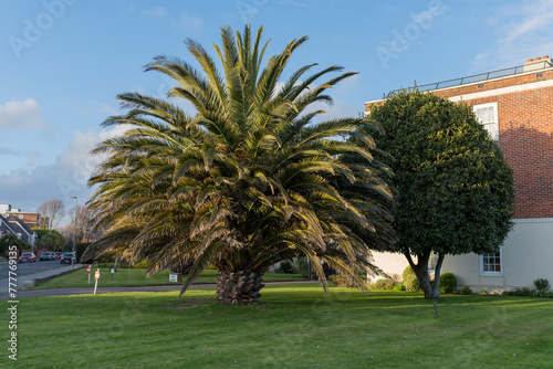 palm trees in the park