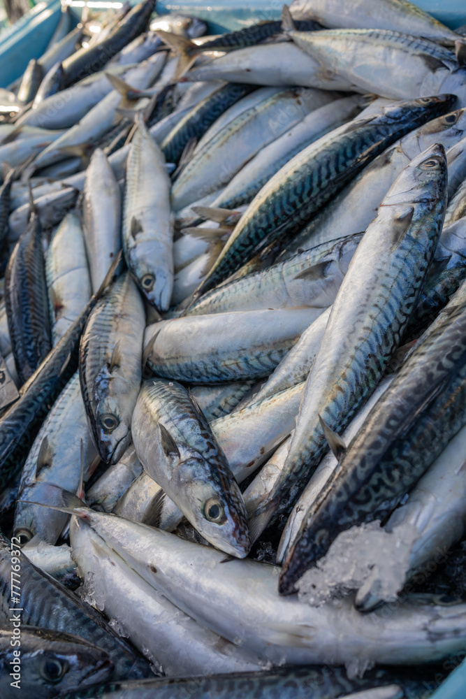 Pile Of Fresh Fish In The Street Market In The Port. Pile Of Fresh Fish In The Street Market In The Port.
