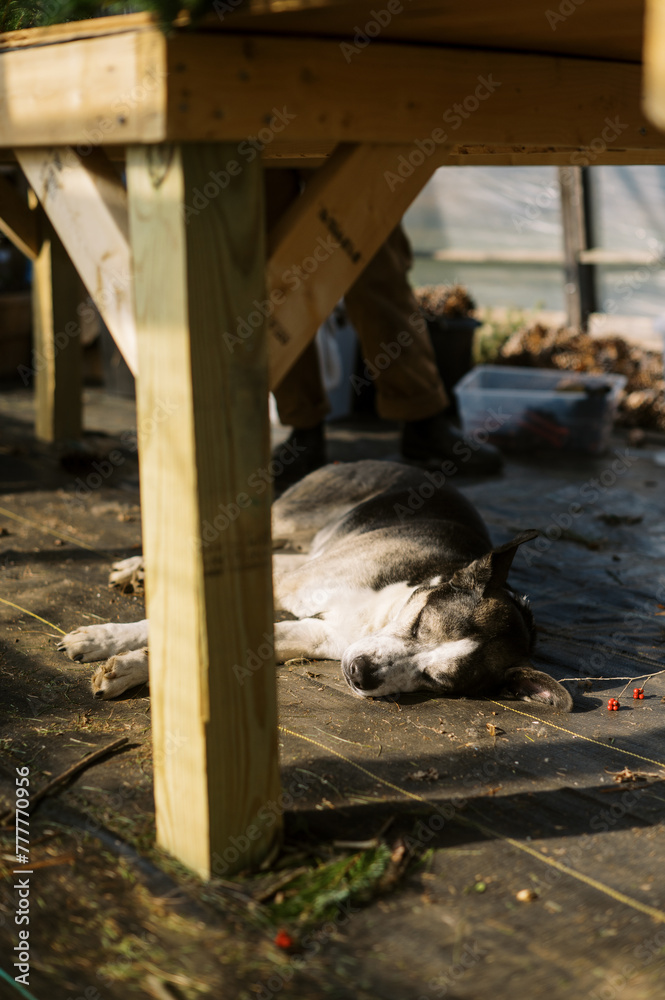 farm dog sleeping under table in greenhouse working area Stock Photo