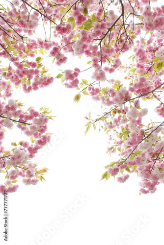 満開の八重桜（花笠） 白背景