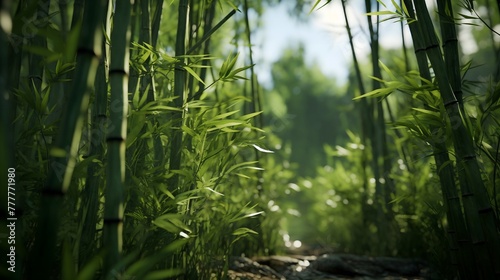 background of bamboo trees in the nature