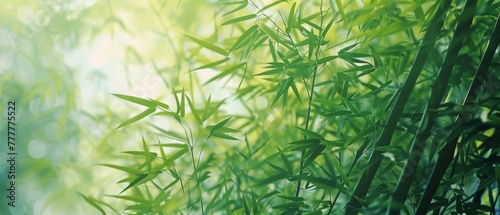 Bamboo leaves and stalks with a diffused background light creating a tranquil green canopy © mikeosphoto