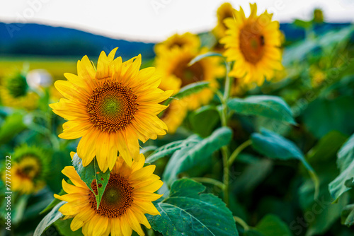 Field of sunflowers