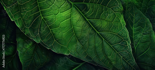 Close-up photo of green leaves for background.