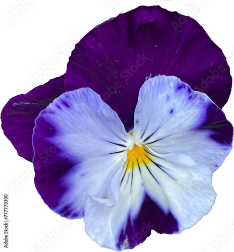 Summer Pansy Flowers Isolated © Amber
