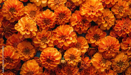full frame background of beautiful orange marigold flowers