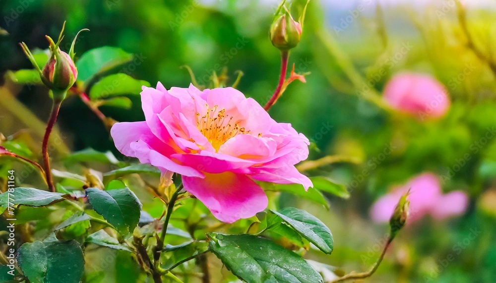 Obraz premium pink lotus flower