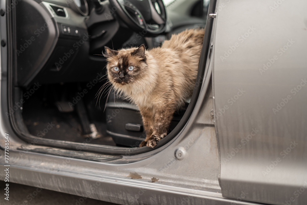 Pretty Adventure Cat in Car Cat Front Seat