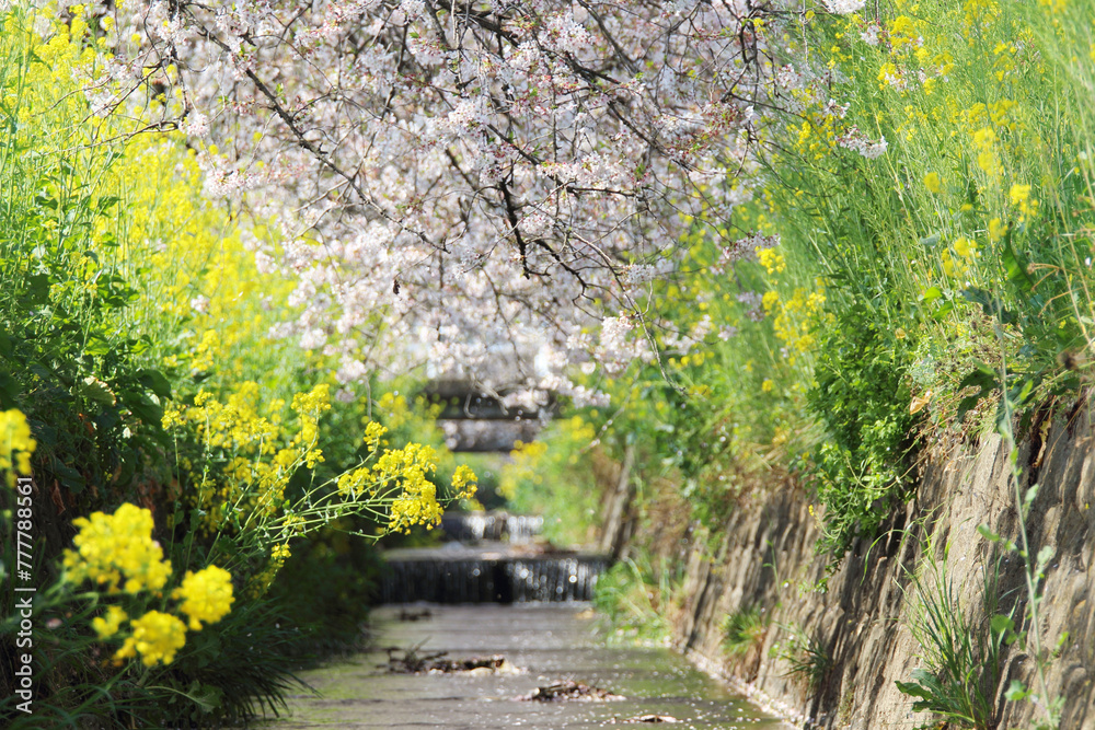 桜の花びらが流れる川