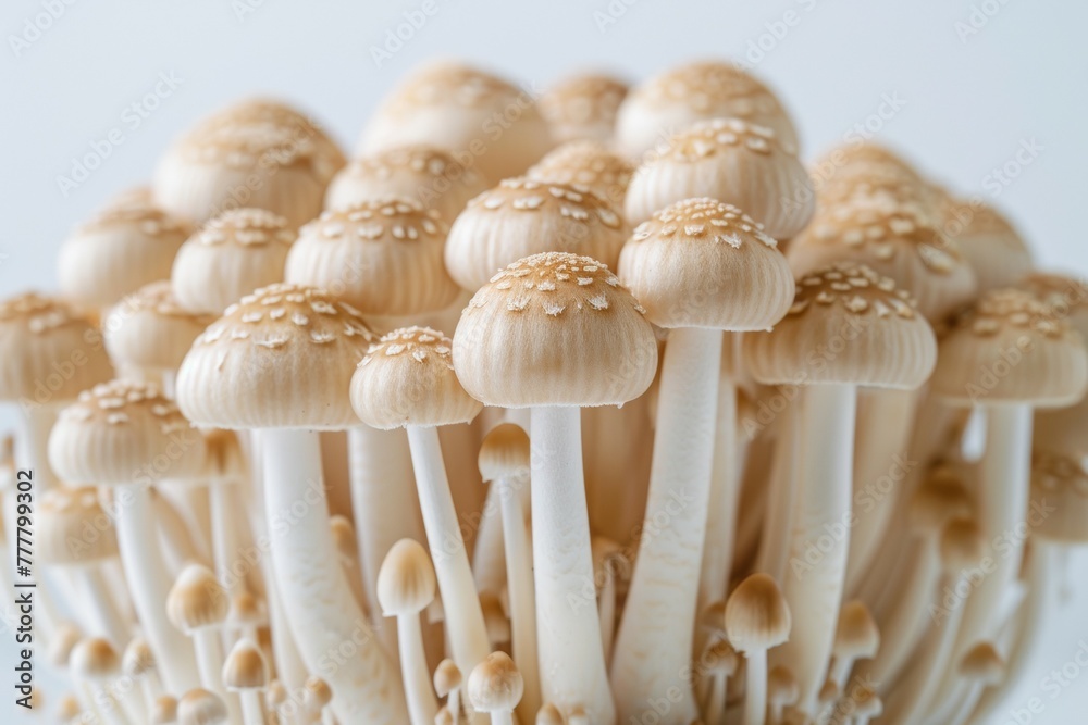 A bunch of mushrooms are shown in various sizes and shapes A bunch of mushrooms are shown in various sizes and shapes