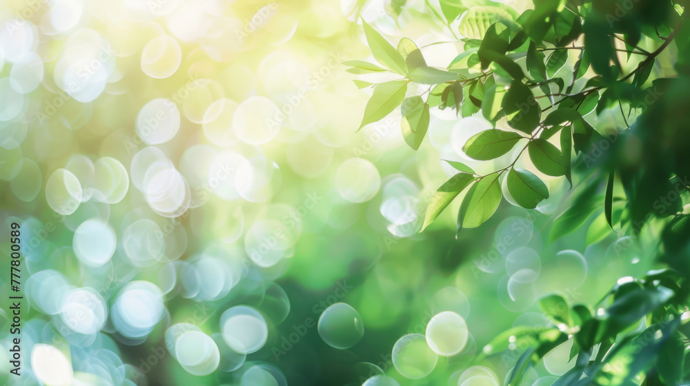 Fresh springtime foliage with sunlight bokeh Fresh springtime foliage with sunlight bokeh