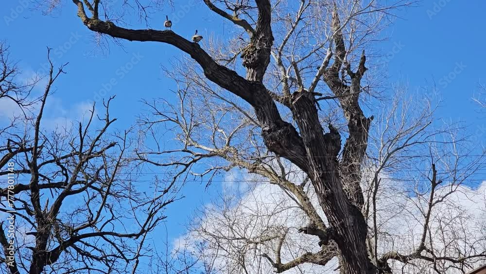 Wild geese in a tall tree. Wild geese in a tall tree.