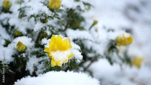 降雪（スローモーション）