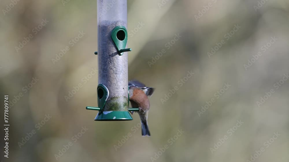 Chaffinch, Fringilla coelebs and Tits on a feeder in the forest Chaffinch, Fringilla coelebs and Tits on a feeder in the forest