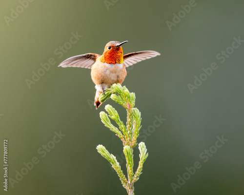 Allen's Hummingbird (Selasphorus sasin), UCSC Arboretum, California photo