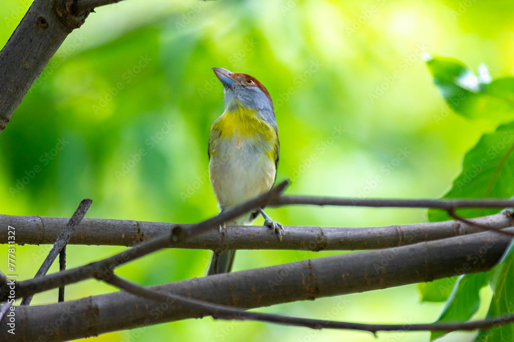 Obraz premium The tropical bird known as 