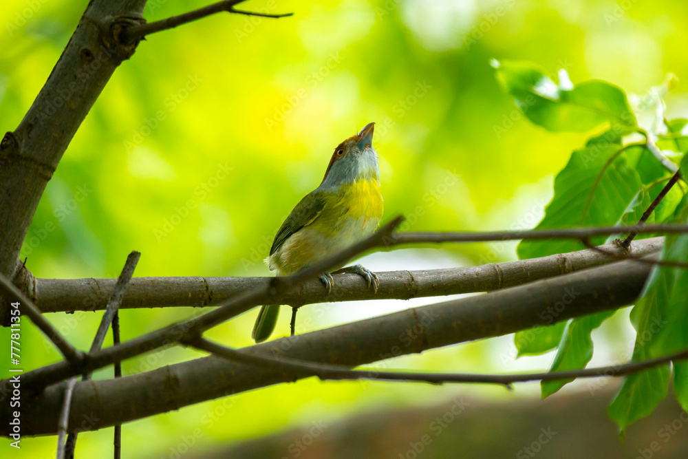 Obraz premium The tropical bird known as 