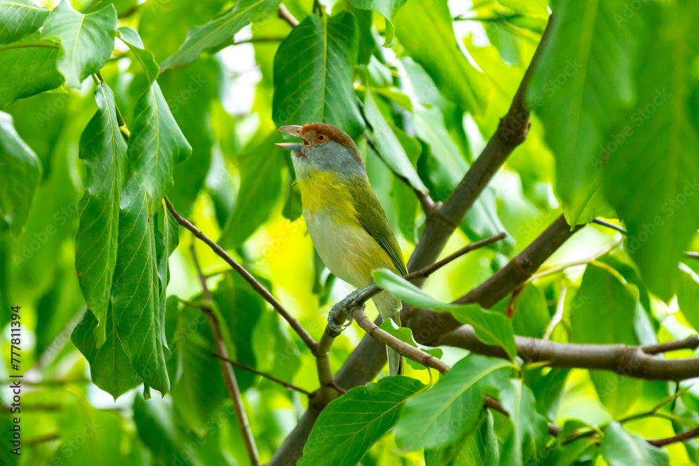 The tropical bird known as The tropical bird known as