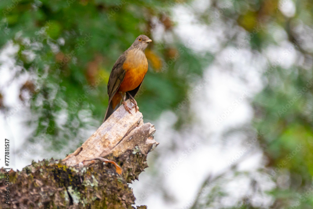 Picture of a beautiful Rufous-bellied Thrush bird! (Turdus rufiventris ) Picture of a beautiful Rufous-bellied Thrush bird! (Turdus rufiventris )