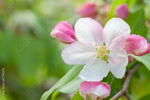 Close up of a crabapple flower and buds growing on a tree branch.
